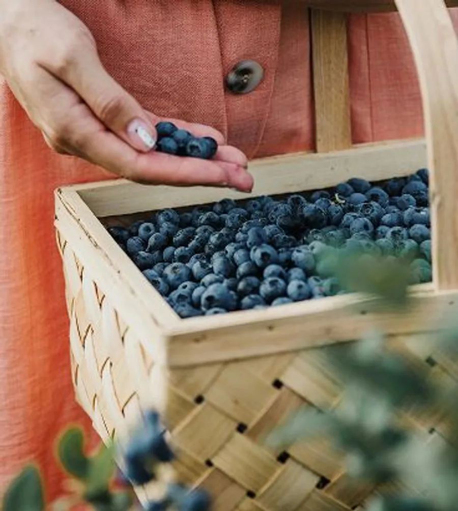 Blueberry Farms